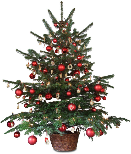 Julgranen gör mycket för luciastämningen